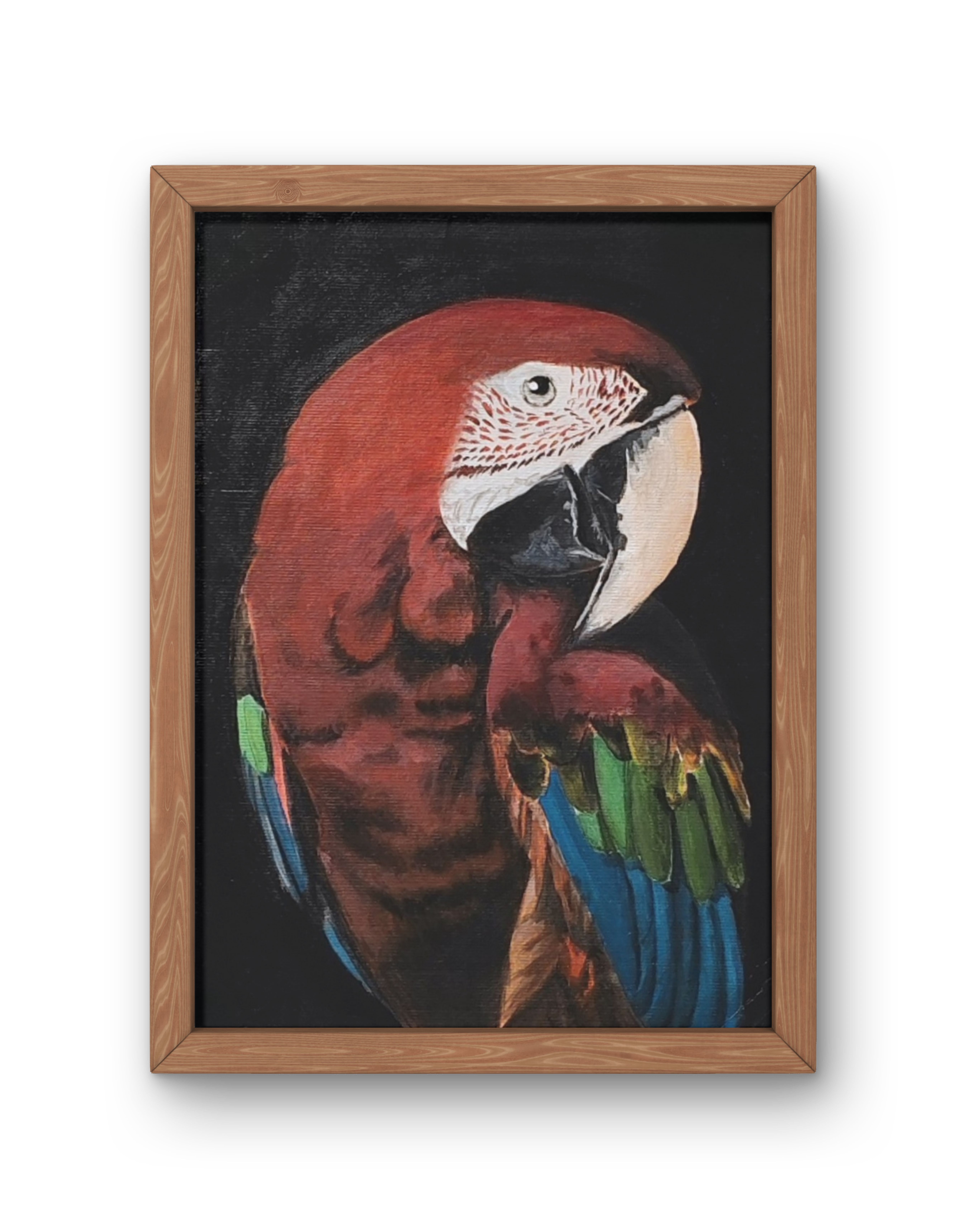Scarlet Macaw_image